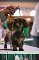 Crufts2011_2 1339